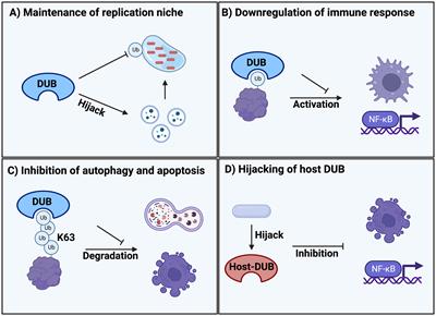 The emerging role and therapeutic implications of bacterial and parasitic deubiquitinating enzymes